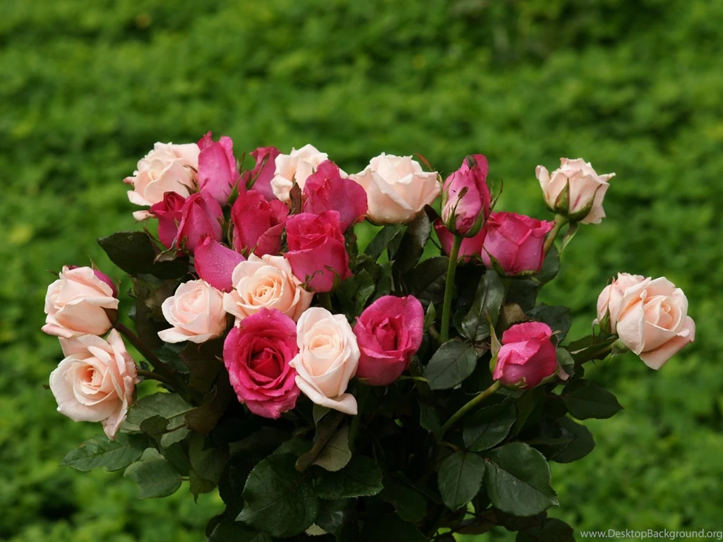 Rose Wallpapers Beautiful Roses Bouquets