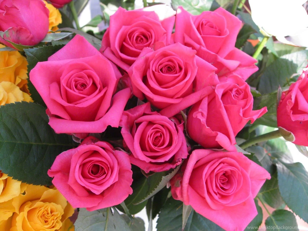 Yellow Rose Photos And Wallpapers