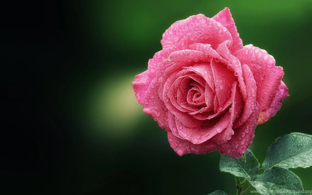 Beautiful Flower Pink Rose Wallpapers With Green Backgrounds