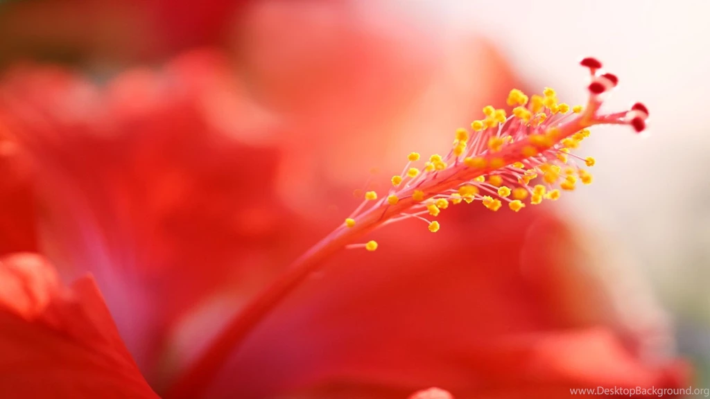 Download Hibiscus Up Close Wallpapers 4413 1920x1080 Px High ...