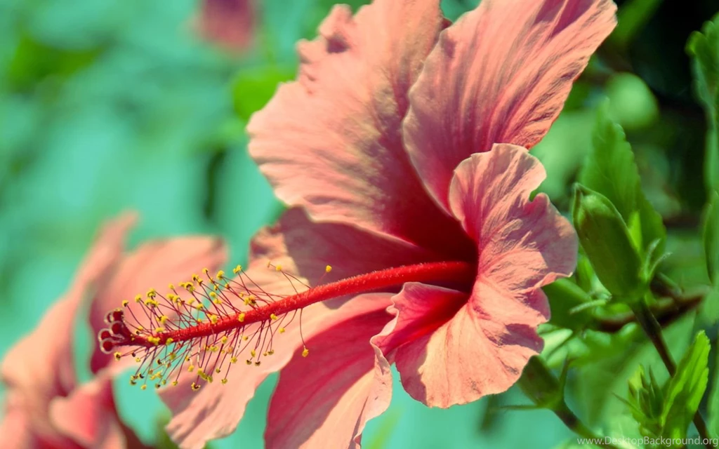 Hibiscus Flower Images And Wallpapers Download