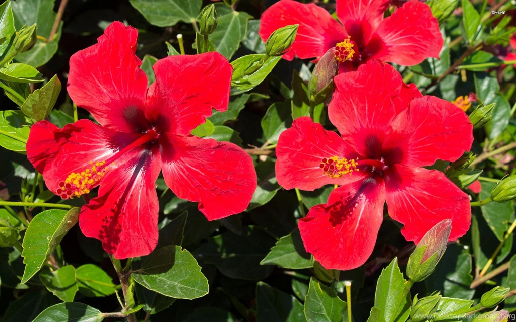 Hibiscus Wallpapers Flower Wallpapers