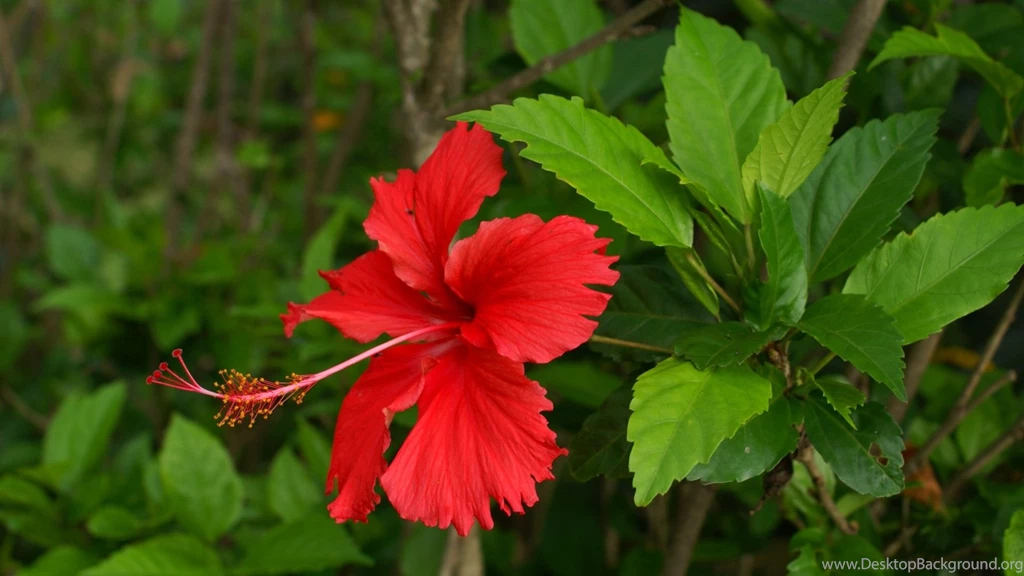 Download Red Hibiscus Wallpapers 4411 1920x1080 Px High Resolution ...