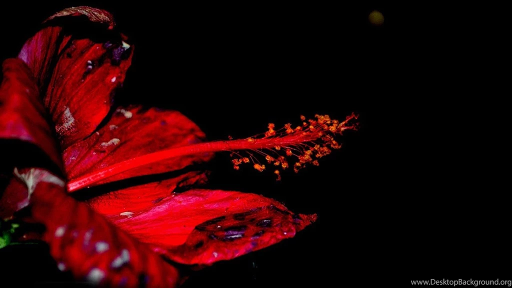 Red Hibiscus Wallpapers Free Wide HD Wallpapers