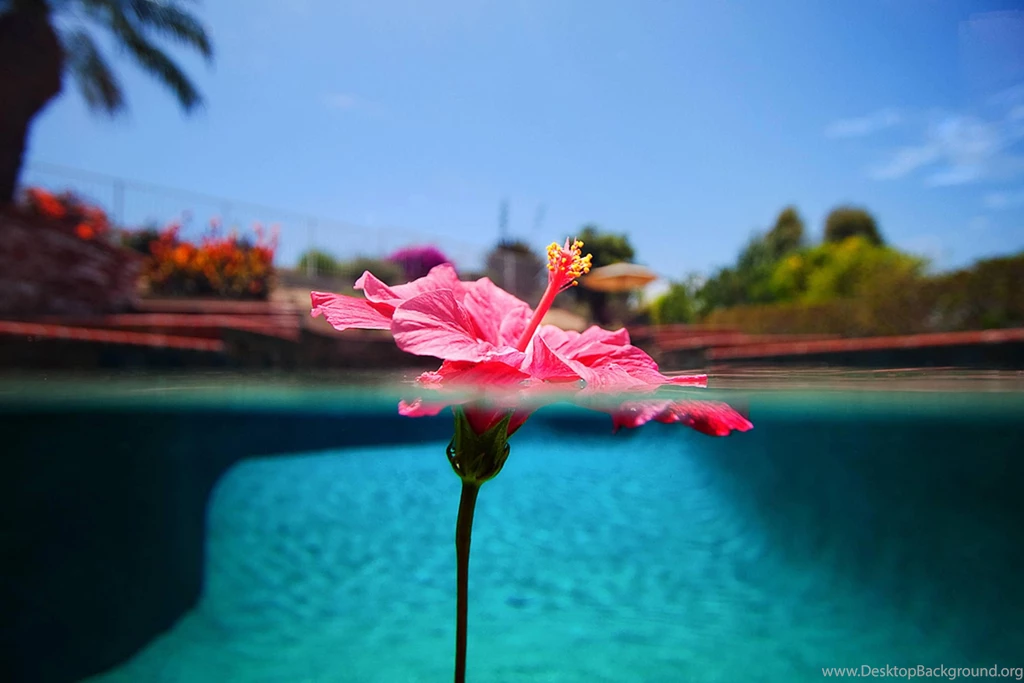 Hawaiian Hibiscus Floating On Pool (
