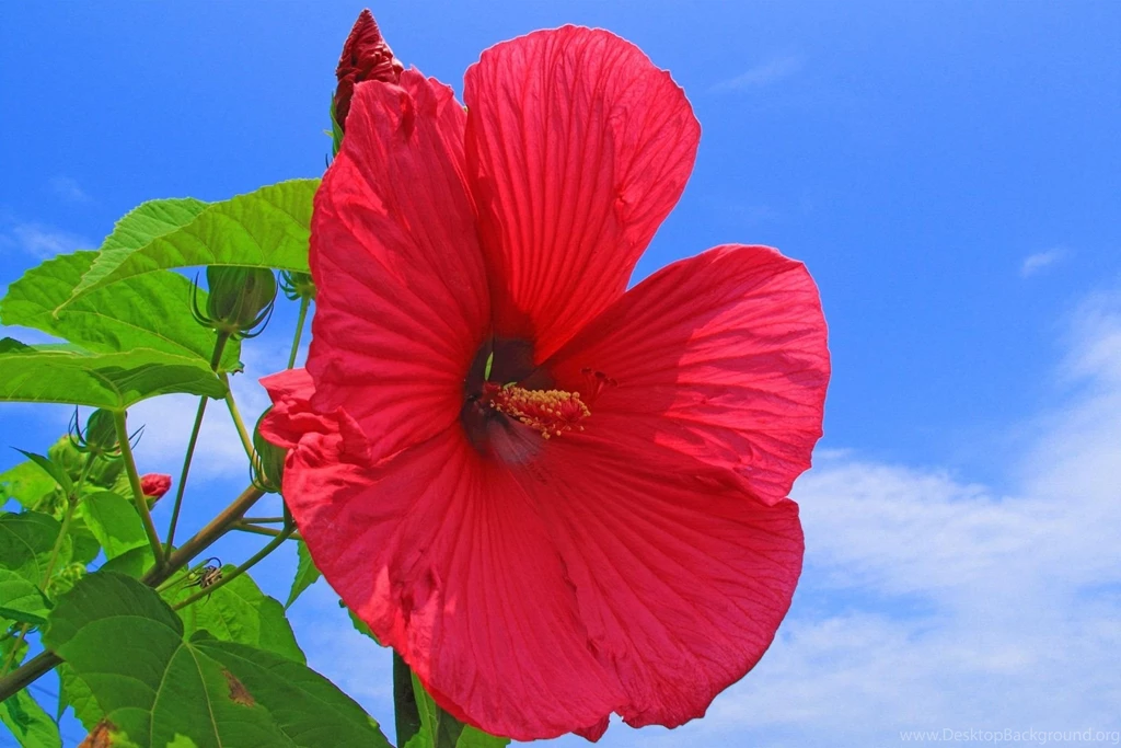 Hibiscus *** >> HD Wallpaper, Get It Now!