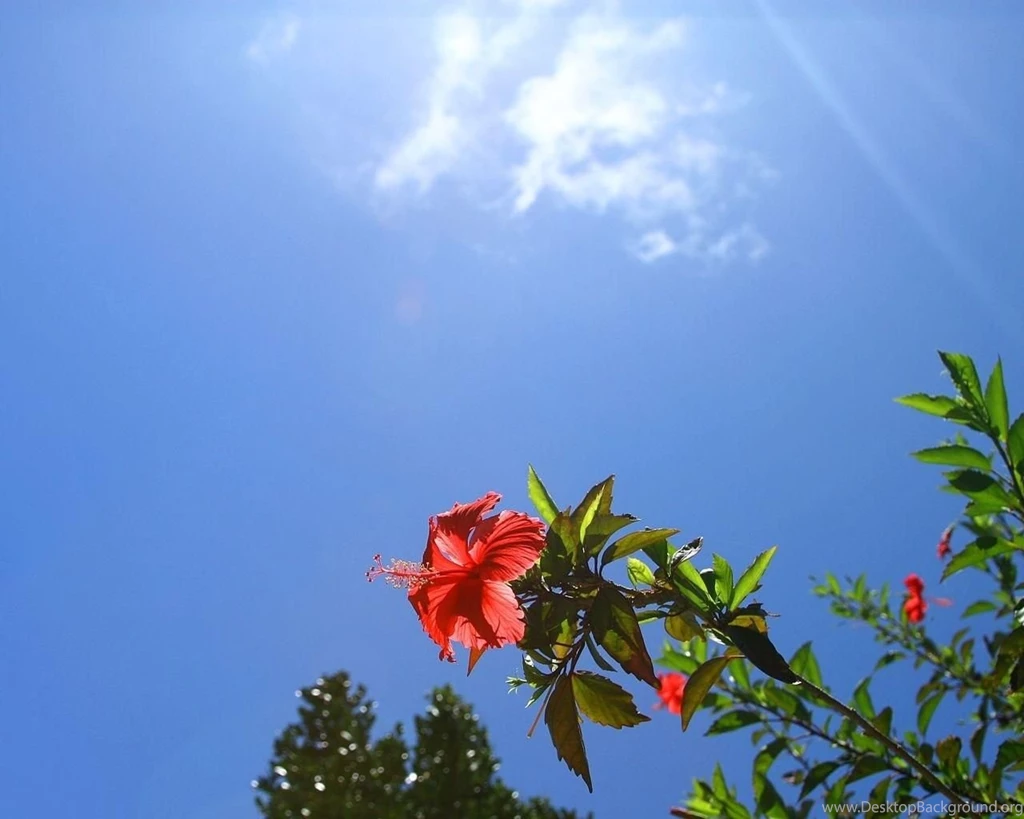 Wallpapers Hibiscus Flowers Image