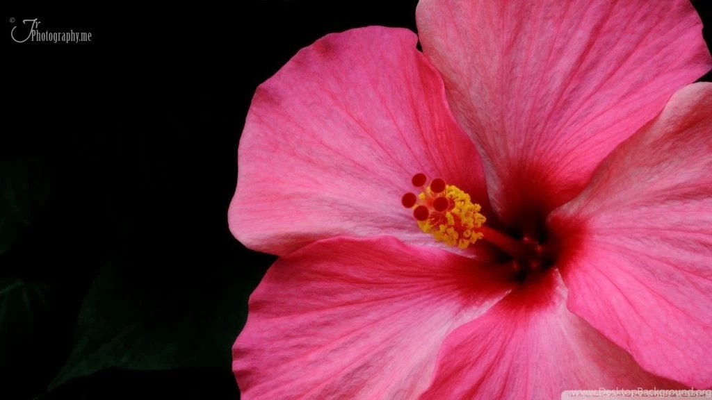 Hibiscus HD Desktop Wallpapers : Widescreen : High Definition ...
