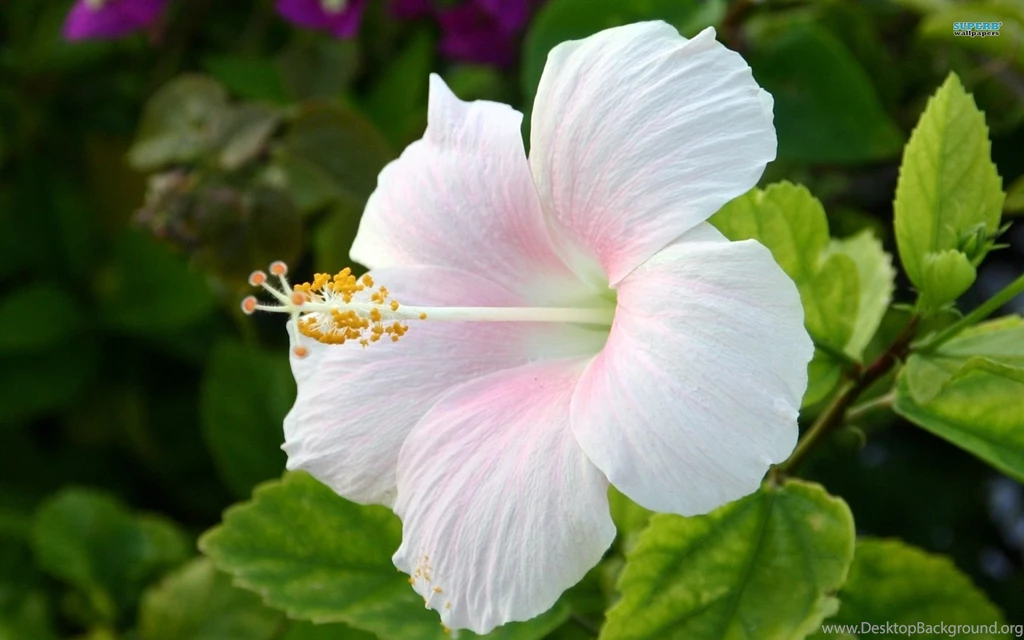 Hibiscus Wallpaper.