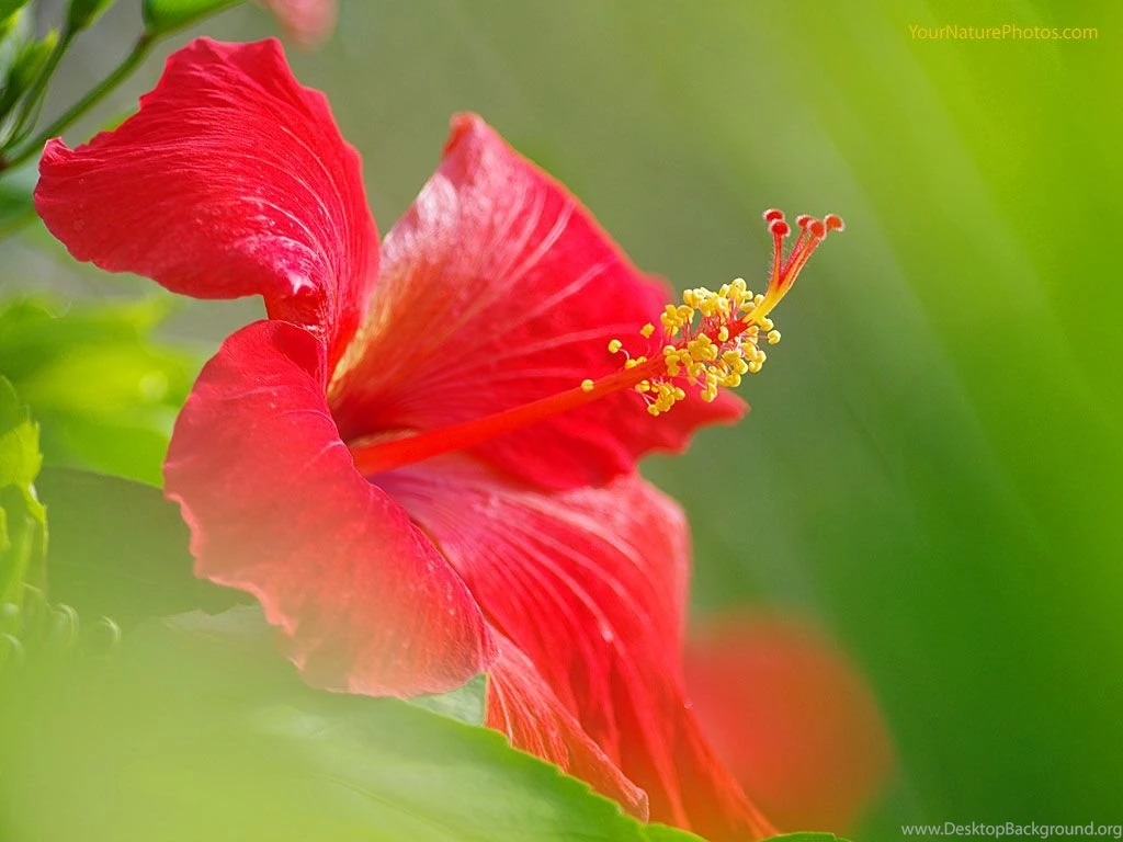 You Are Viewing The Flowers Wallpapers Named Red Hibiscus It Has ...
