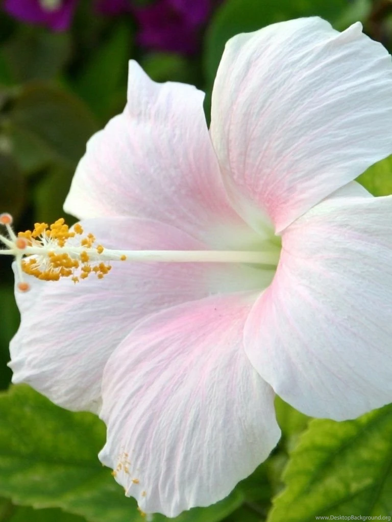 768x1024 White Hibiscus Flowers Desktop PC And Mac Wallpapers