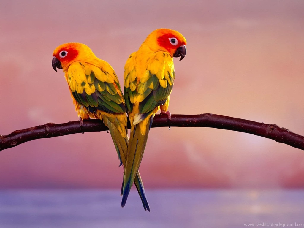 Birds Desktop Wallpapers , New Wallpapers, New Wallpapers