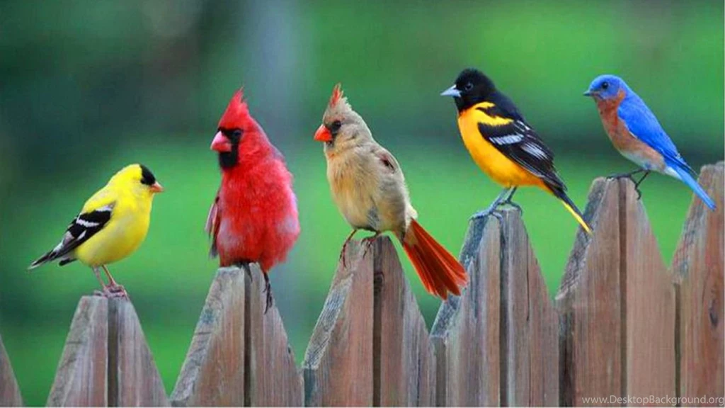 Birds Of A Feather Computer Wallpapers, Desktop Backgrounds ...