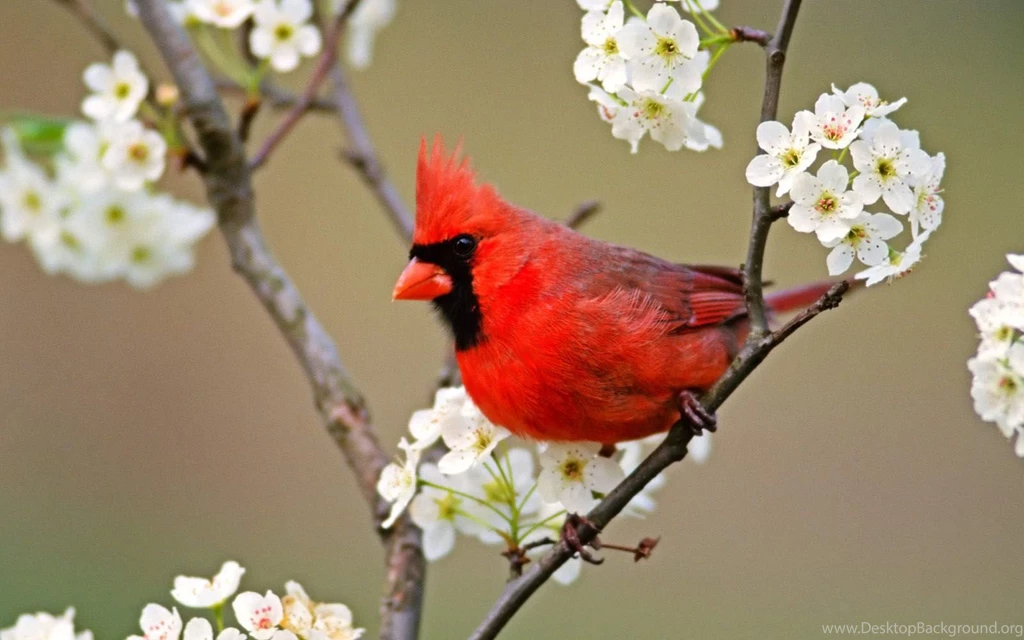 Wallpapers: Birds Wallpapers For Desktop