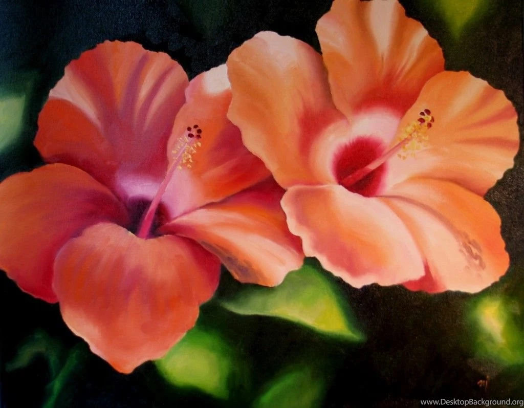 Orange Hibiscus HD Wallpapers