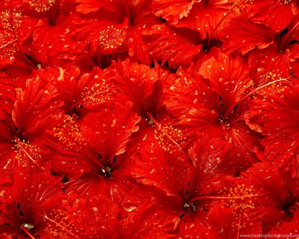 Wallpapers Hibiscus Flowers Image