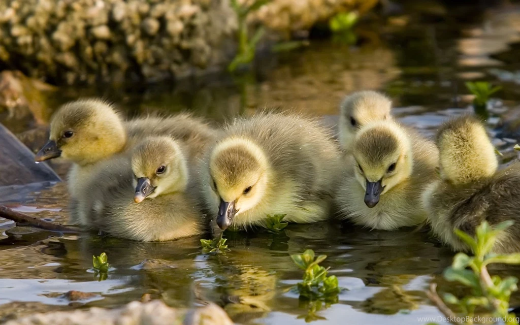 Desktop hd birds wallpaper free download.jpg
