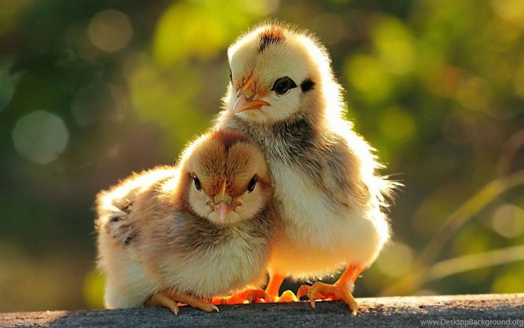 Chickens bird hd widescreen desktop wallpaper 1024x640 Yiral
