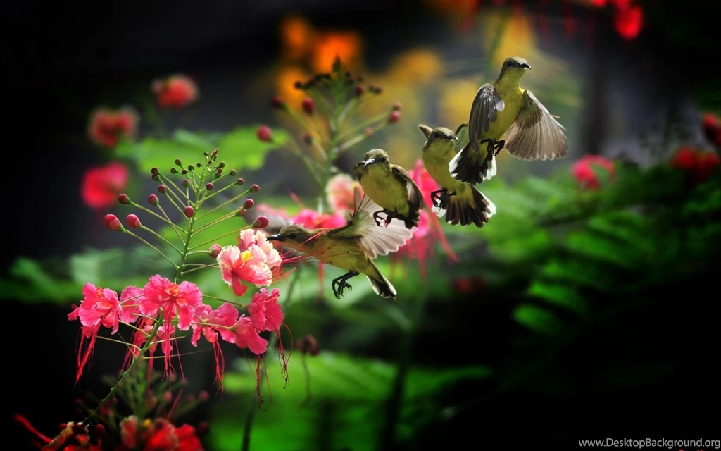 Grey parrot wallpapers