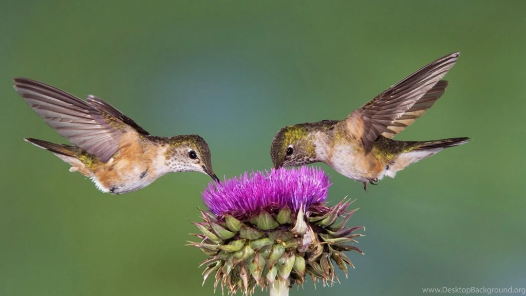 Hd birds images for desktop background.jpg