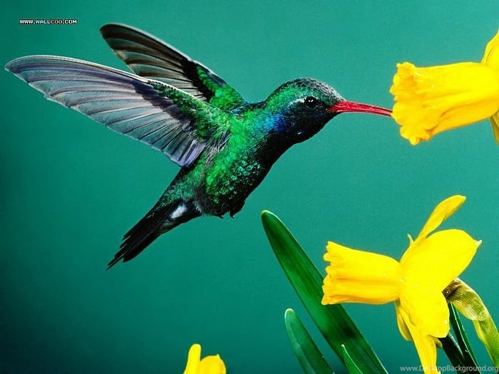 Desktop Wallpapers Of Birds Photography 3 Wallcoo.net