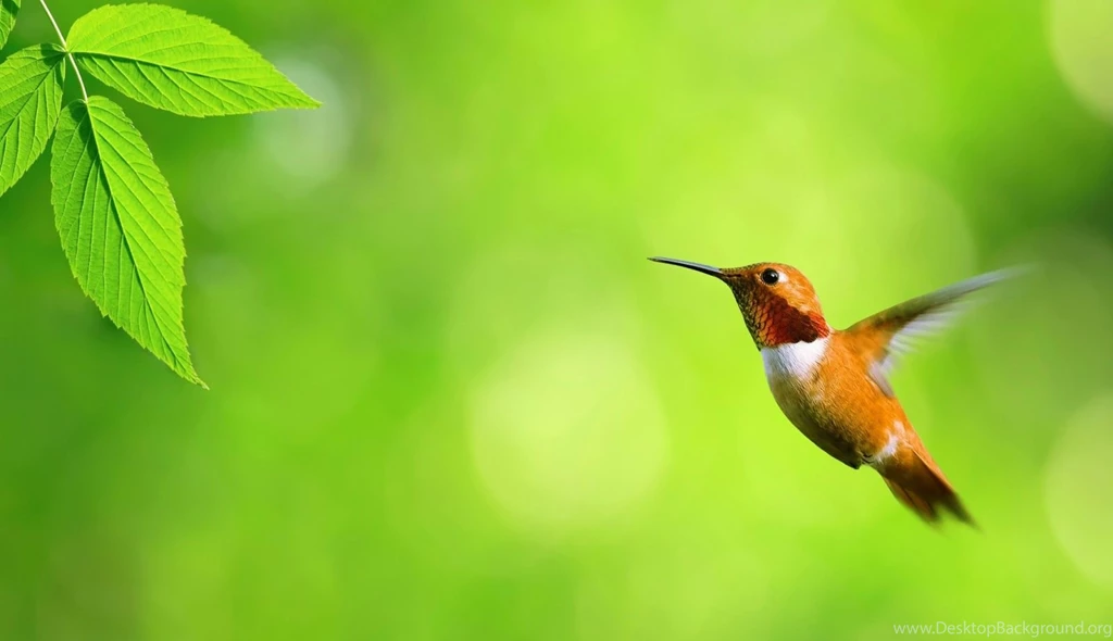 HD Birds Wallpapers