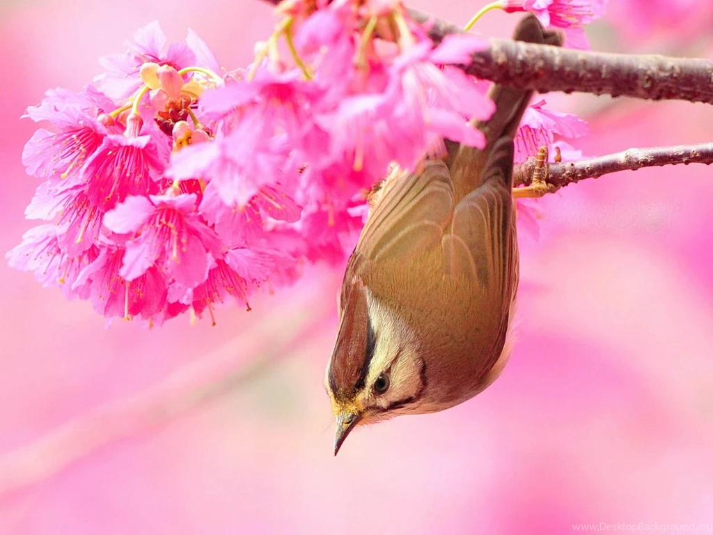 Beautiful Birds Wallpapers Birds Desktop Wallpapers