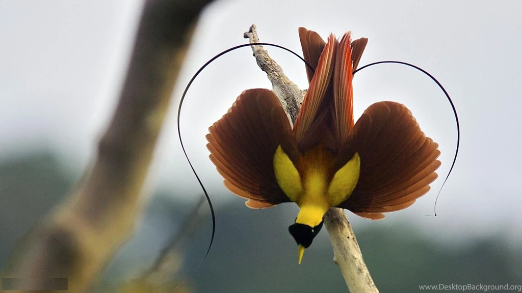 Greater Birds Of Paradise HD Wallpapers And Desktop Images