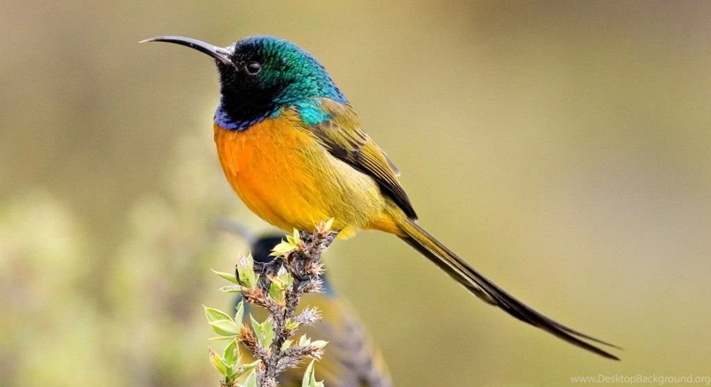 Colorful Birds HD Wallpapers HD Wallpaper Backgrounds Of Your ...