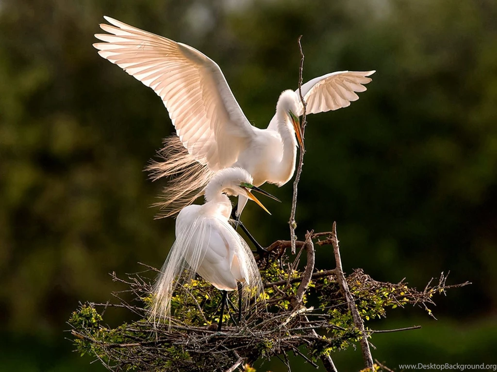 Wallpapers: Birds Desktop Wallpapers