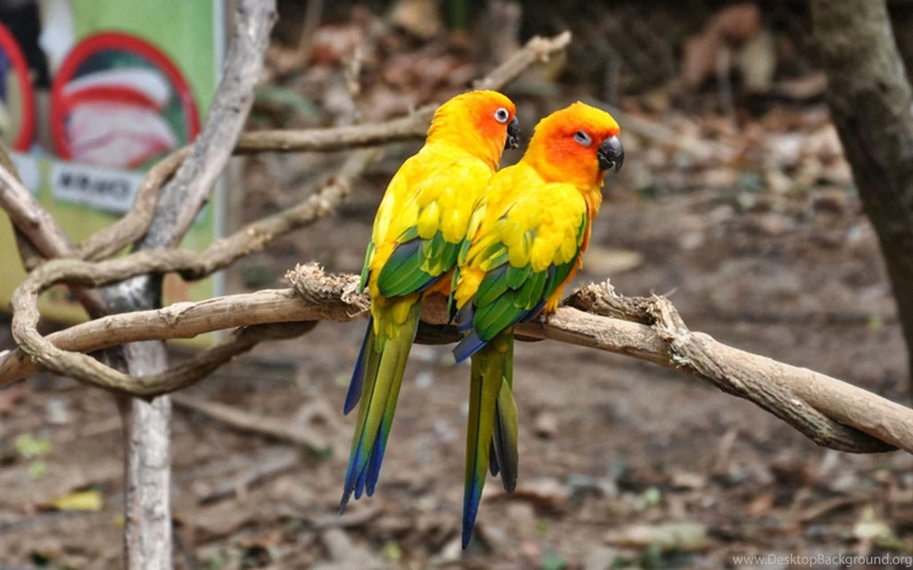 Wallpapers: Birds Desktop Wallpapers