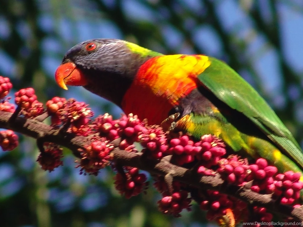 Cows Birds Bird HD Desktop Background Images Free Wallpapers Party