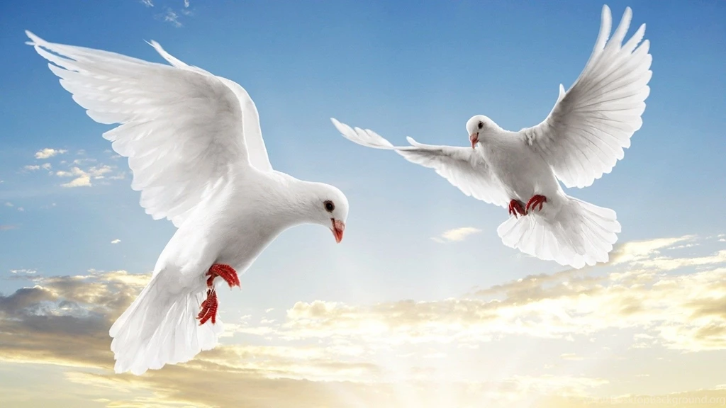Pigeon Desktop Wallpapers , New Wallpapers, New Wallpapers