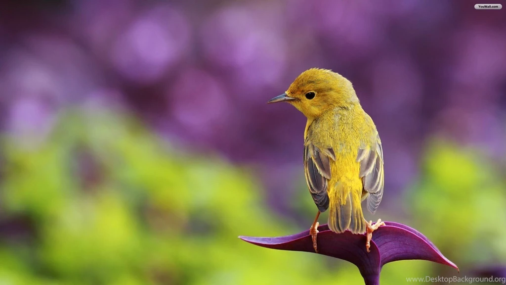 YouWall Cute Little Bird Wallpapers Wallpaper,wallpapers,free ...