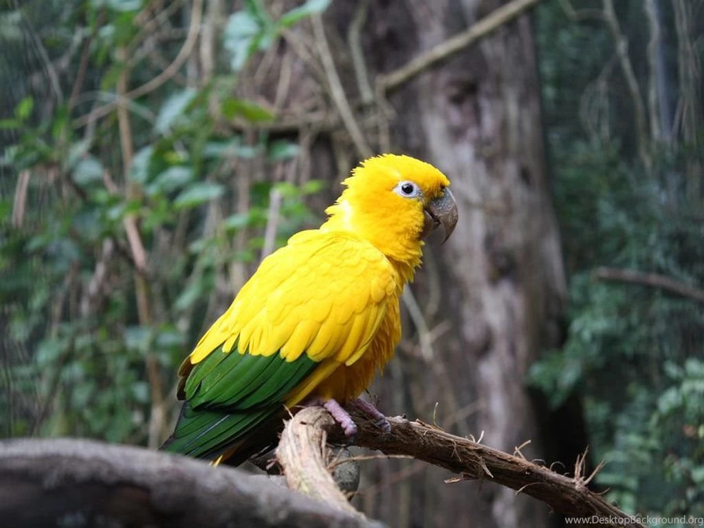 Birds Wallpapers Free   Hemslojdsgoten