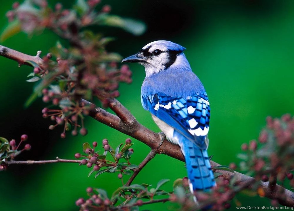 Desktop Wallpapers Archives   Page 10 Of 27   Free Desktop ...