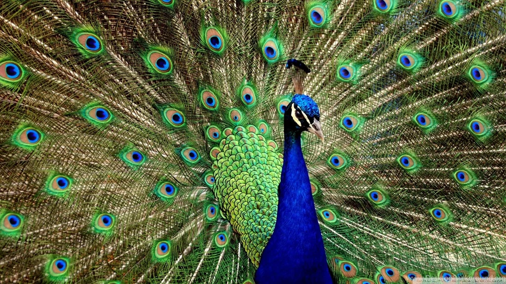 Peacock Displaying Pretty Colourful Birds Free Desktop Backgrounds ...