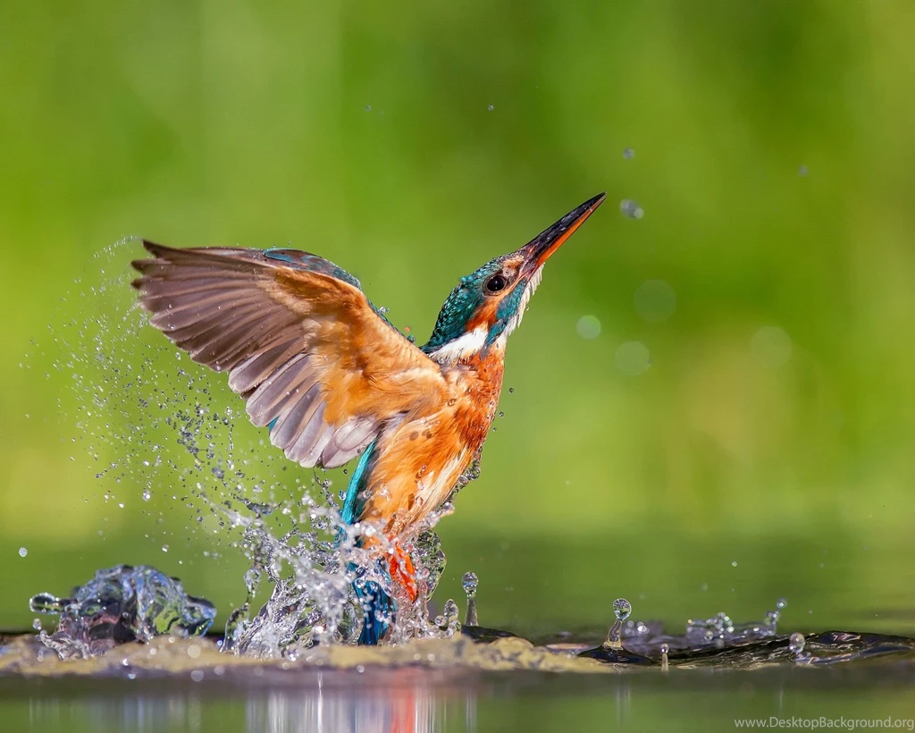 Birds Kingfisher Birds Animals Animal Bird Desktop Backgrounds ...