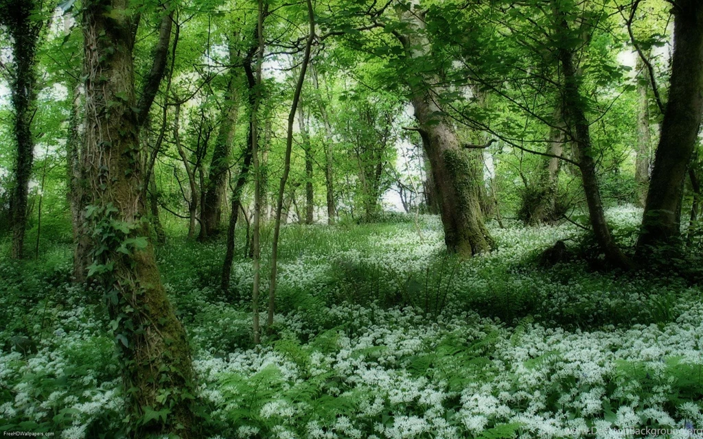 Irish Wallpapers 52042