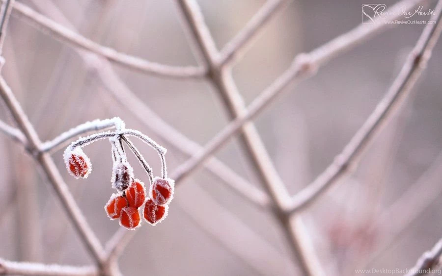 Frozen Berries