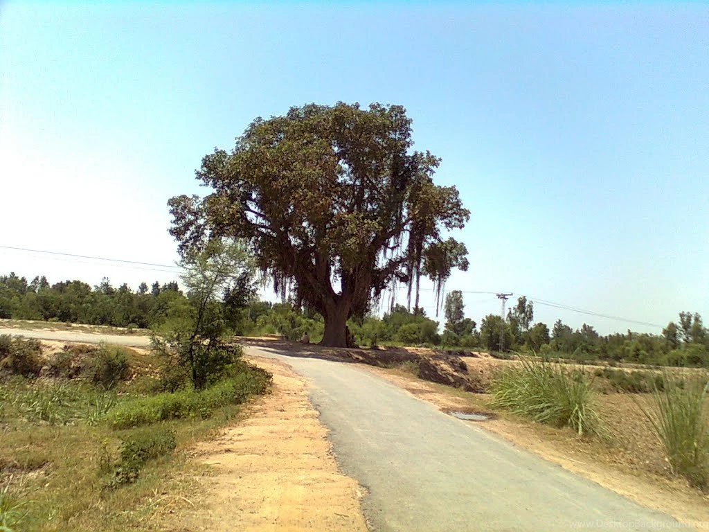 Panoramio Photo Of Boor Ka Darakht