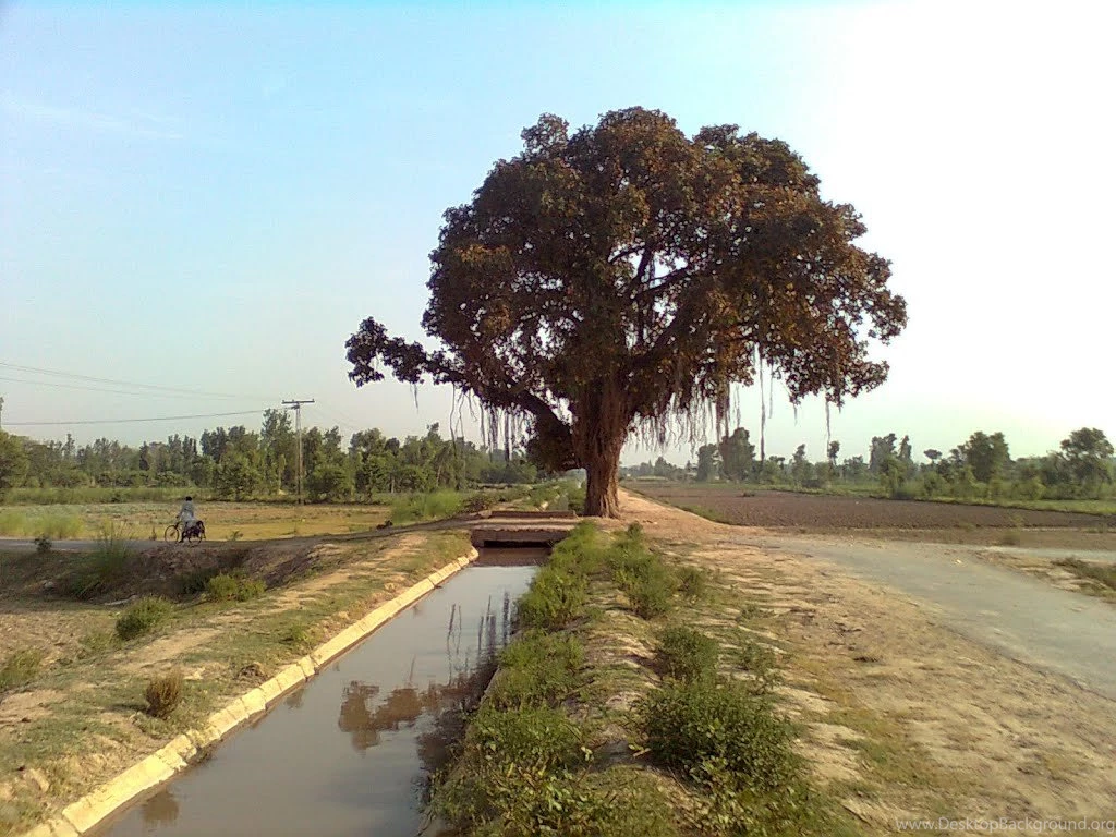 Panoramio Photo Of Boor Ka Darakht Wala Nala