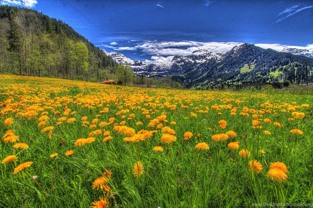 Nature Mountain Snow Flower Landscape Grass Tree Green Mountain ...