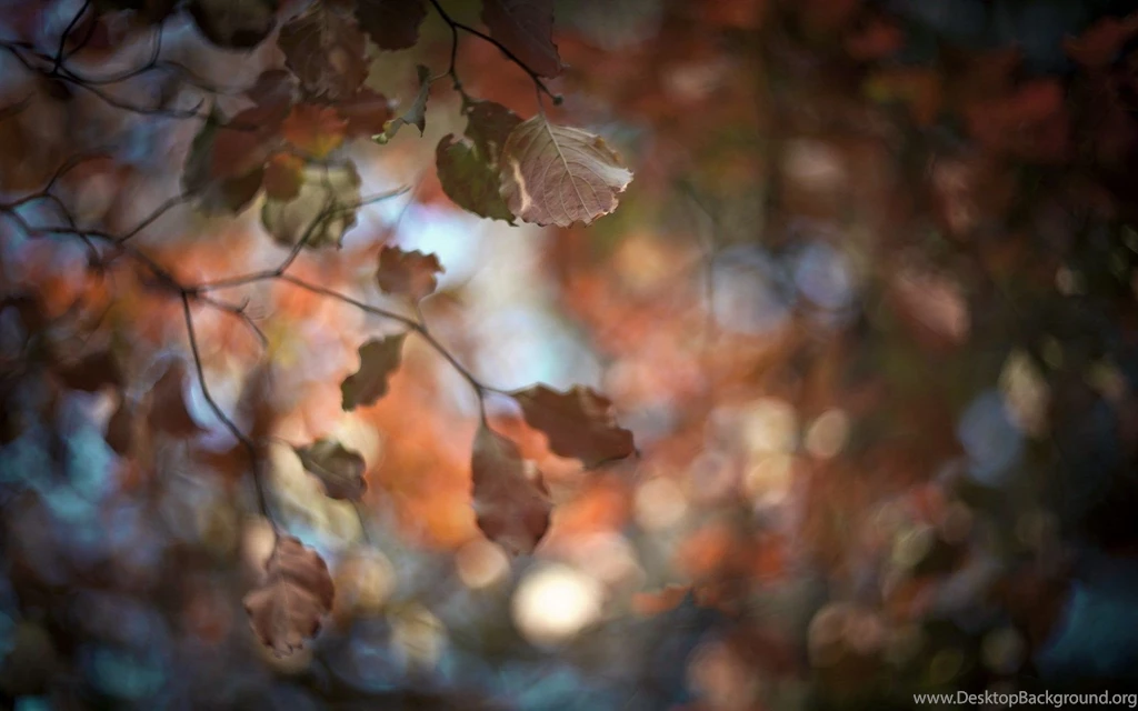 Autumn nature leaves blur hd wallpapers Magic4Walls.com