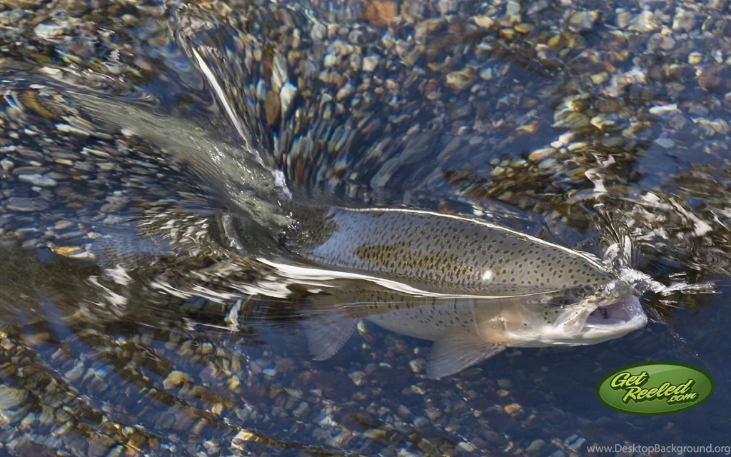 Free Fishing Desktop Wallpapers From GetREELed.com America's ...