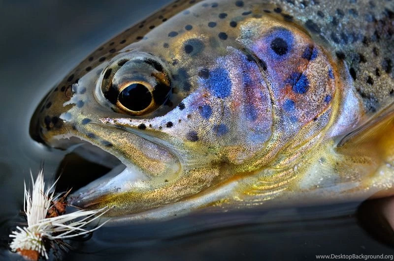 Fly Fishing Stock Photography Images