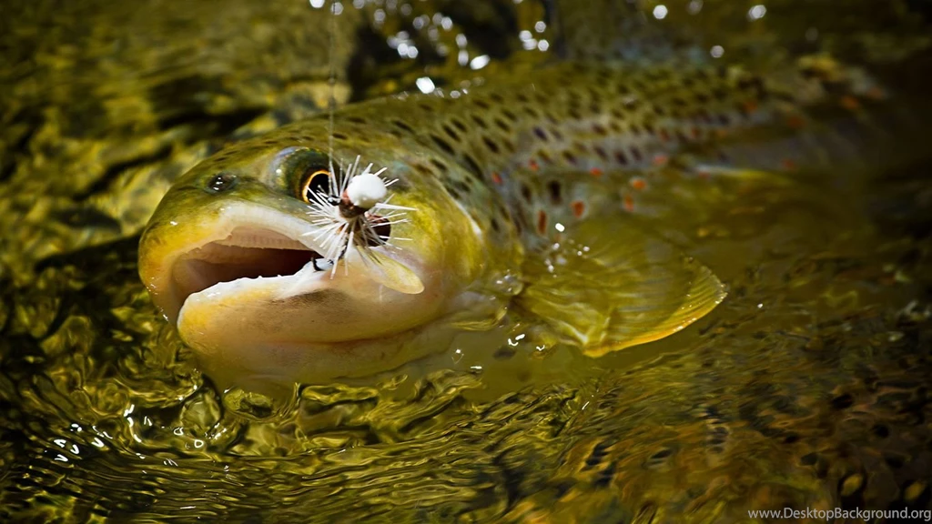 1366x768 Fly Fishing, Trout, Fly Fishing Trout Wallpapers And ...