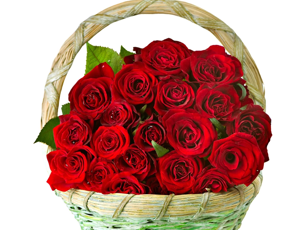 Red Roses Beautiful Red Rose Wide Hd New Wallpapers Red Rose Free ...