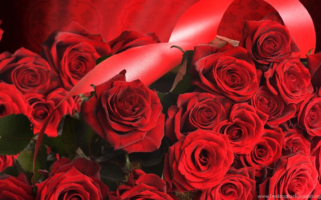 2560x1600px Gorgeous Red Roses Wallpapers