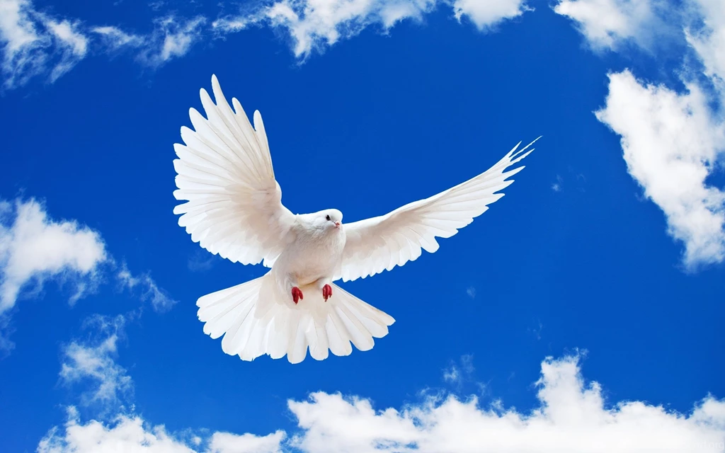 White Dove Holy Spirit   Wallpaper.